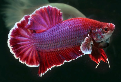 Петушки (уход, кормление, размножение, виды, совместимость) Петушки (уход, кормление, размножение, виды, совместимость)