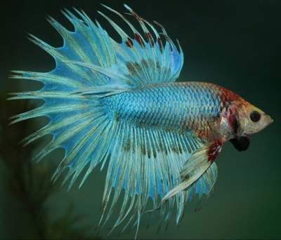 Петушки (уход, кормление, размножение, виды, совместимость) Петушки (уход, кормление, размножение, виды, совместимость)