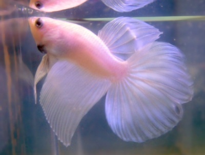 Петушки (уход, кормление, размножение, виды, совместимость) Петушки (уход, кормление, размножение, виды, совместимость)