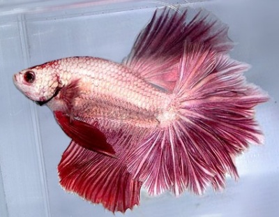 Петушки (уход, кормление, размножение, виды, совместимость) Петушки (уход, кормление, размножение, виды, совместимость)