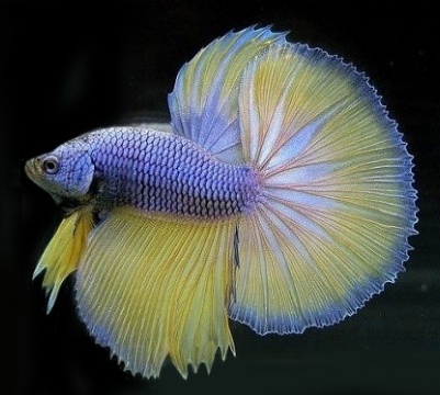 Петушки (уход, кормление, размножение, виды, совместимость) Петушки (уход, кормление, размножение, виды, совместимость)