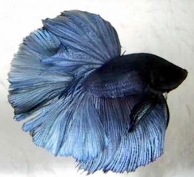 Петушки (уход, кормление, размножение, виды, совместимость) Петушки (уход, кормление, размножение, виды, совместимость)