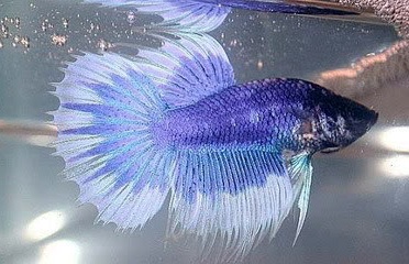 Петушки (уход, кормление, размножение, виды, совместимость) Петушки (уход, кормление, размножение, виды, совместимость)