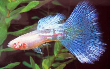 Петушки (уход, кормление, размножение, виды, совместимость) Петушки (уход, кормление, размножение, виды, совместимость)