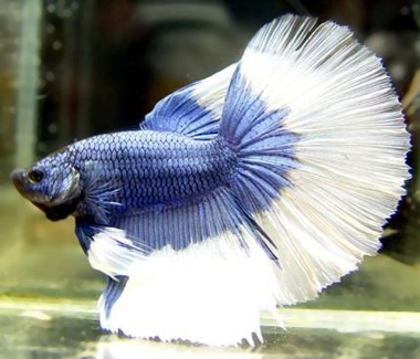 Петушки (уход, кормление, размножение, виды, совместимость) Петушки (уход, кормление, размножение, виды, совместимость)