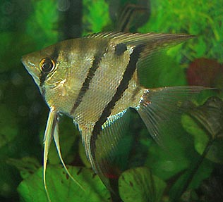 Скалярия (уход, кормление, размножение, виды, совместимость)