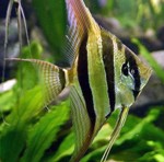 Скалярия (уход, кормление, размножение, виды, совместимость) Скалярия (уход, кормление, размножение, виды, совместимость)