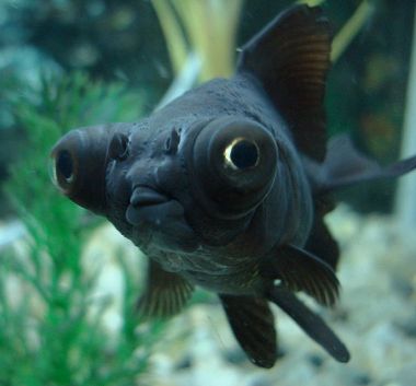 Золотая рыбка Золотая рыбка