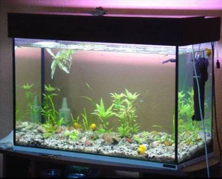 С черным клеем у вас получится вот такой аквариум С черным клеем у вас получится вот такой аквариум