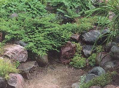 Создание альпийской горки своими руками Создание альпийской горки своими руками