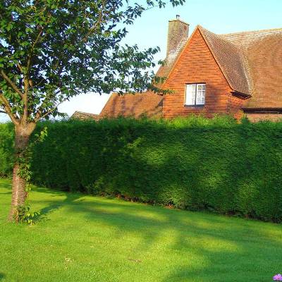 Живая изгородь Живая изгородь