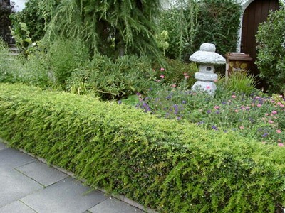 Живая изгородь Живая изгородь