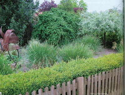 Живая изгородь Живая изгородь