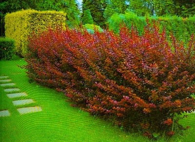 Живая изгородь Живая изгородь