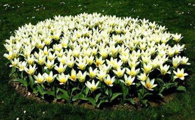 Клумба Клумба