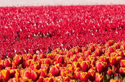 Клумба Клумба