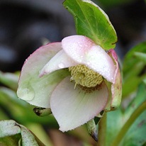 Оформление цветников на даче Оформление цветников на даче