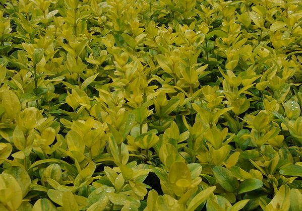 Партер Партер