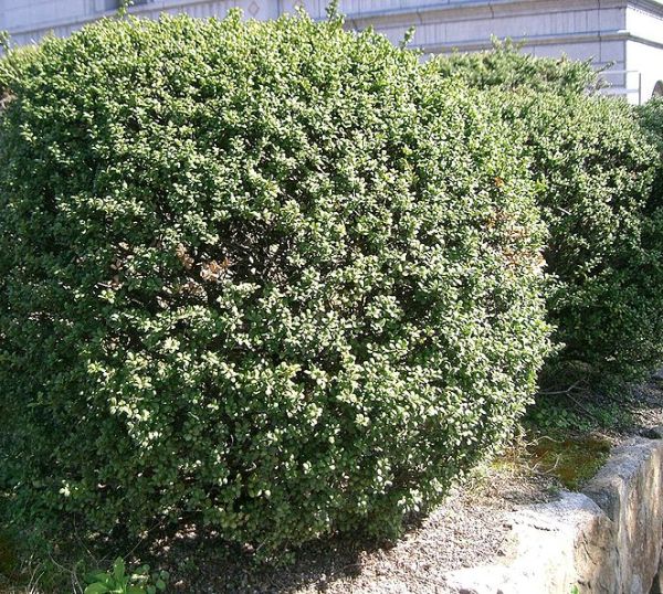 Партер Партер