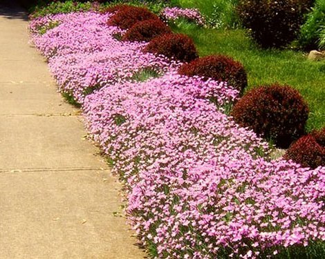 Рабатка Рабатка