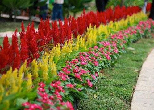 Рабатка Рабатка