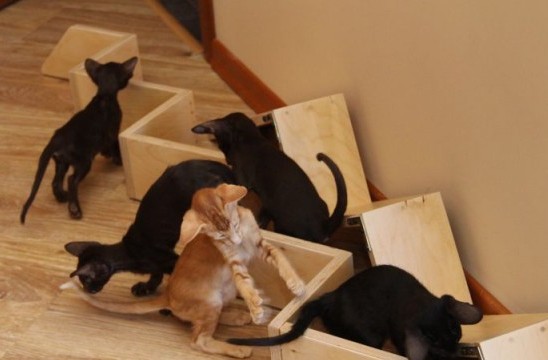 Увеличение жизненного пространства для кошек в доме или как «разделить территории» Увеличение жизненного пространства для кошек в доме или как «разделить территории»