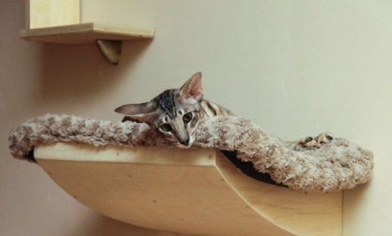 Увеличение жизненного пространства для кошек в доме или как «разделить территории» Увеличение жизненного пространства для кошек в доме или как «разделить территории»