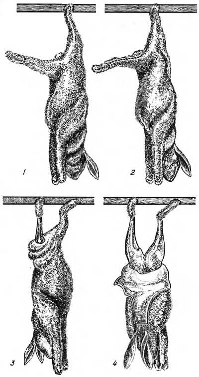 Первичная обработка шкурок кроликов Первичная обработка шкурок кроликов