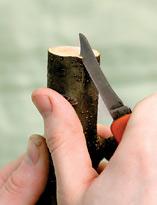 Как привить плодовое дерево Как привить плодовое дерево