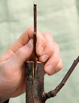 Как привить плодовое дерево Как привить плодовое дерево