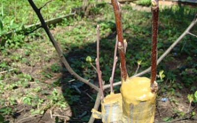 Как привить плодовое дерево Как привить плодовое дерево