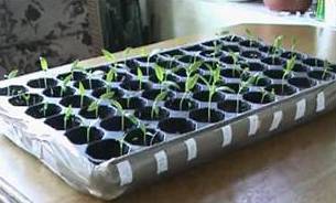 После подрастания рассады, на 15-20 день, ее пересевают в отдельные стаканчики После подрастания рассады, на 15-20 день, ее пересевают в отдельные стаканчики