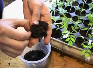 как вырастить рассаду как вырастить рассаду