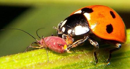 Как избавиться от тли Как избавиться от тли