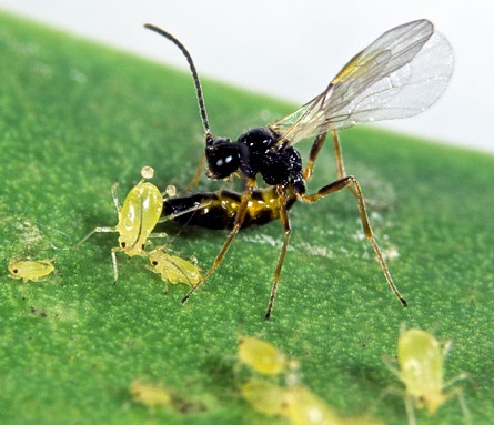 Как избавиться от тли Как избавиться от тли