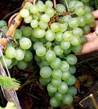 Сорта винограда Сорта винограда