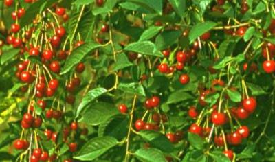 Сорта вишни Сорта вишни