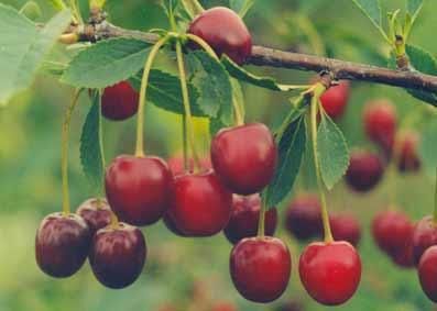Сорта вишни Сорта вишни
