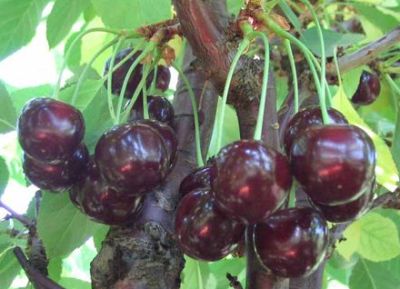 Сорта вишни Сорта вишни