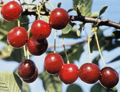 Сорта вишни Сорта вишни