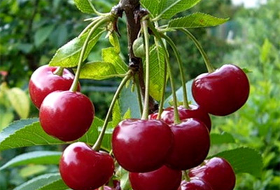Сорта вишни Сорта вишни