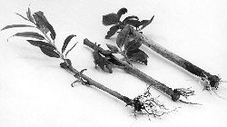 Размножение вишни Размножение вишни