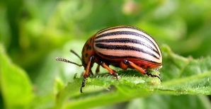 Вредители растений Вредители растений