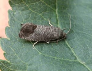 Вредители растений Вредители растений