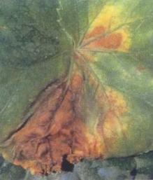 Вредители растений Вредители растений