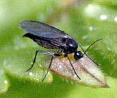 Вредители растений Вредители растений