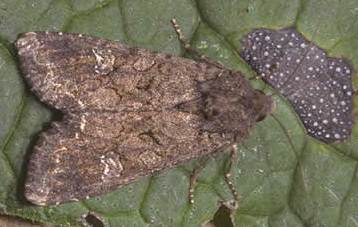 Вредители растений Вредители растений