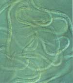 Вредители растений Вредители растений