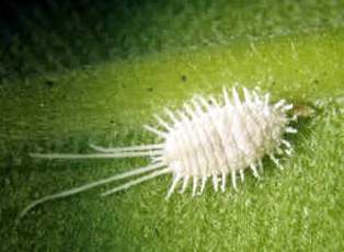 Вредители растений Вредители растений