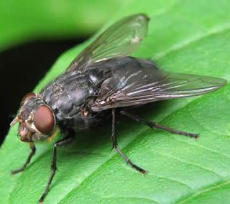 Вредители растений Вредители растений